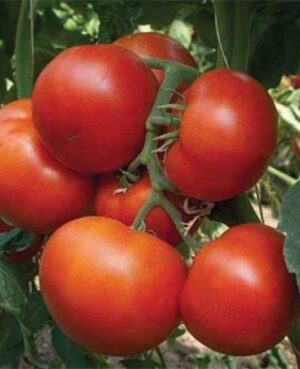 agro-neretva rajčica panekra f1