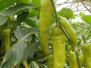 agro-neretva paprika sofiane f1