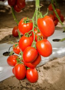 agro-neretva Rajcica Paipai F1